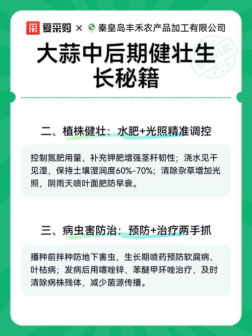 一,根系健壮:土壤+营养双管齐下\n\n大蒜中后期根系就像"地下工厂"